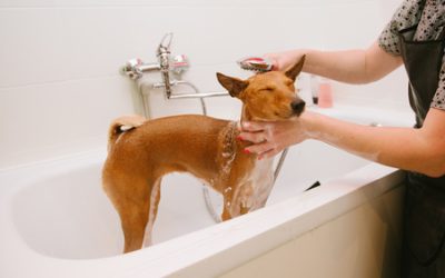 Wouldn’t You Love to Have a Dog Washing Station at Home?