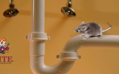 Rodents and Vermin in Your Pipes?!