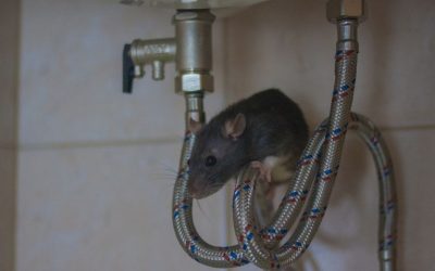 Keep Rodents from Munching on Your Plumbing!